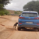 Illustration for article titled Baby Wildebeest Mistakes Blue Hyundai For Its Mother